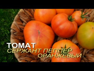 Томат СЕРЖАНТ ПЕППЕР ОРАНЖЕВЫЙ. Обзор сортов ТОМАТОВ!