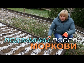 Подзимний посев МОРКОВИ!