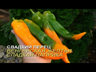 Сладкий перец ВЕНГЕРСКАЯ ЖЕЛТАЯ СЛАДКАЯ ПАПРИКА. Обзор сортов ПЕРЦА!