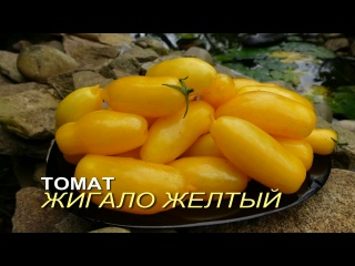 Томат ЖИГАЛО ЖЕЛТЫЙ. Обзор сортов ТОМАТОВ!