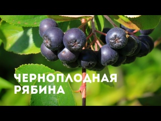 Черноплодная рябина (арония)