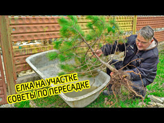 Посадка ели на участке. Саженцы сосны. Как пересадить хвойные деревья весной.