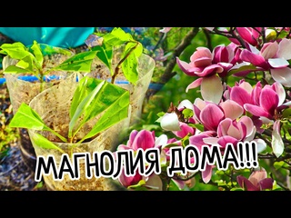 Магнолия ДОМА!!! Как укоренить и размножить прекрасное дерево! Условия выращивания, посадка и уход!