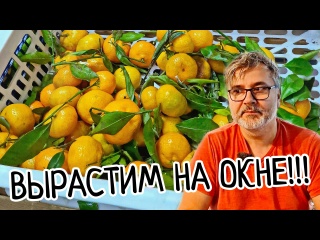 Как вырастить МАНДАРИН из магазина ДОМА! Легко и Просто! Прививка или укоренение бесплатных черенков Как вырастить МАНДАРИН из магазина ДОМА! Легко и Просто! Прививка или укоренение бесплатных черенков