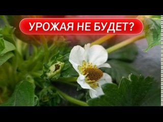 Урожая не будет? Клубника после заморозков: шокирующие последствия + план спасения