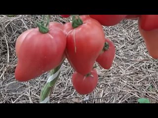 ТОМАТЫ. Самые лучшие сердцевидные сорта томатов. 16 вкусных урожайных сортов.