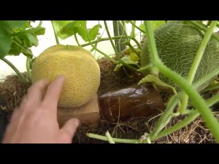 Как в теплице вырастить дыни, большие и сладкие