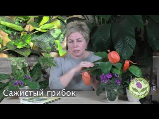 БОЛЕЗНИ И ВРЕДИТЕЛИ КОМНАТНЫХ РАСТЕНИЙ, МЕТОДЫ БОРЬБЫ С НИМИ!