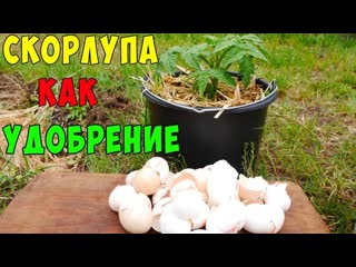 ВСЁ ПРО УДОБРЕНИЕ ИЗ ЯИЧНОЙ СКОРЛУПЫ.