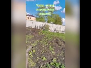 Супер способ выращивания редиса