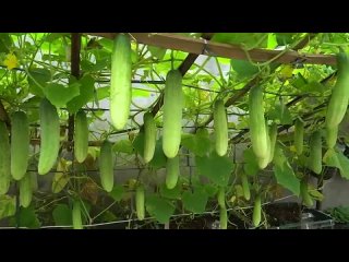 Как я вырастил грядку суперурожайных огурцов - How I grew a garden of super-fruitful cucumbers