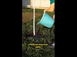 Для обильного урожая вишни нужно знать несколько простых правил ухода.
