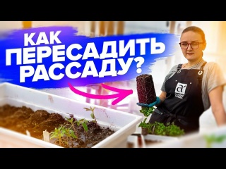 ПИКИРОВКА ЛЮБОЙ РАССАДЫ - ПРОСТО! (720p)