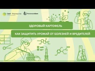 Здоровый картофель: как защитить урожай от болезней и вредителей