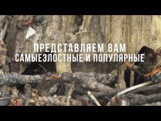 ОСНОВНЫЕ ВРЕДИТЕЛИ САДА И ОГОРОДА. Знай врага в лицо!