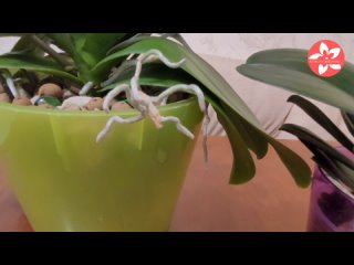Трипс на орхидеях как определить и как избавиться