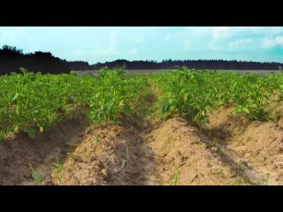 Что такое биогумус?