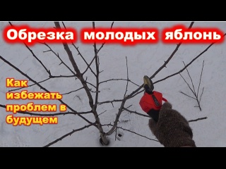 Обрезка молодых яблонь разного типа