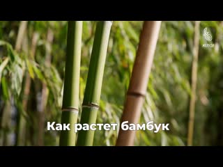 Как растет бамбук