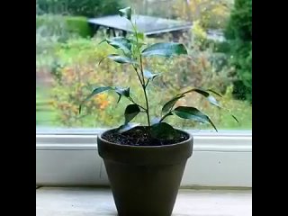 Как ухаживать за цветами