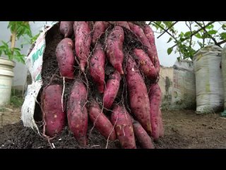 Как посадить и выращивать батат
