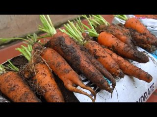 Как посеять морковь и вырастить большой урожай