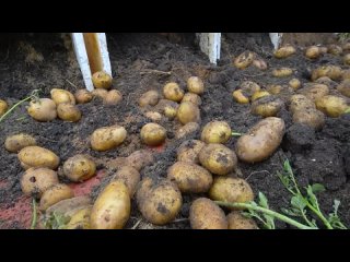 Выращивание картофеля в теплице
