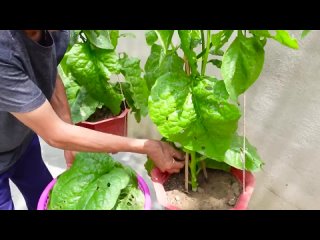 Выращивание шпината в домашних условиях