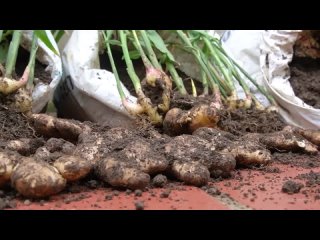 Выращивание имбиря в домашних условиях