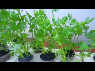 Выращивание сельдерея. Уход, полив, подкормка