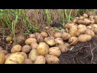 Огромный урожай картофеля на вашем участке