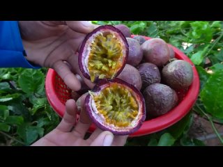 Как вырастить маракуйю в домашних условиях