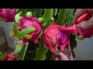 Выращивание питахайи дома