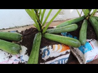 Выращивание кабачков цукини от А до Я