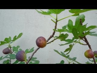 Как правильно сажать инжир и ухаживать за ним