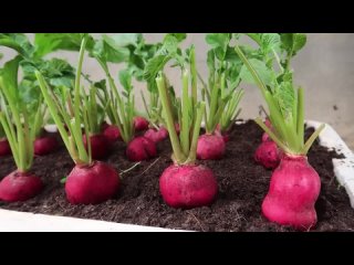 Как выращивать редис. Посев семян. Уход. Полив. Подкормка