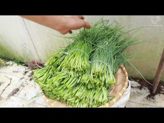 Выращивание зелёного лука круглый год в домашних условиях из семян