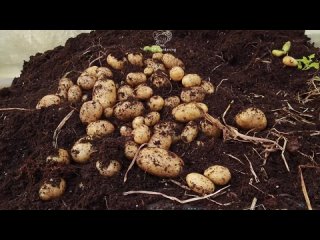 Невероятный способ выращивания картофеля