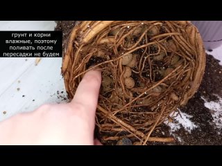 Идеальный грунт для замиокулькаса, секретный ингредиент поможет активировать рост новых веток