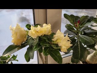 АДЕНИУМ 100% зацветет, если следовать правилам в уходе ЗИМОЙ и правильно поливать