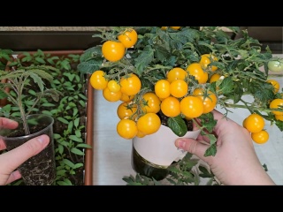 СРОЧНО, новый метод ускорения роста РАССАДЫ томатов, чтобы росла в 2-3 раза быстрее