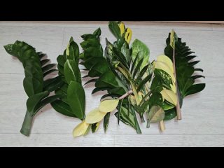 Как быстро размножить ЗАМИОКУЛЬКАС, проверенная система и подкормки, сажаем оптом