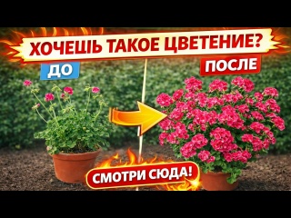 Герань выпустит МНОГО цветоносов, если СДЕЛАТЬ ТАК, трюки для цветения