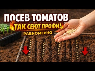 ? СЕКРЕТ ПОСЕВА ТОМАТОВ, о котором молчат! 3 правила посева томатов, которые решают всё