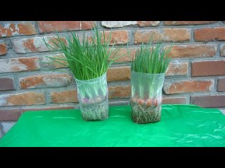 Лучшие способы выращивания лука на зелень, на окне зимой