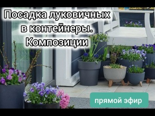 Посадка луковичных в контейнеры под зиму. Комбинирование разных культур. Примеры композиций,