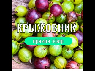 Крыжовник: разнообразие сортов и агротехника выращивания
