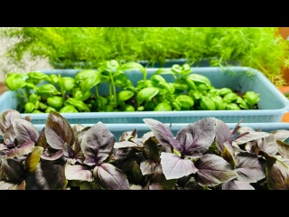 Работающий Способ ВЫРАЩИВАНИЯ ЗЕЛЕНИ ЗИМОЙ на Подоконнике!! Работающий Способ ВЫРАЩИВАНИЯ ЗЕЛЕНИ ЗИМОЙ на Подоконнике!!