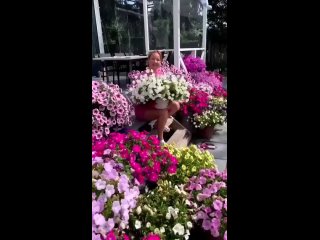 Какие удобрения использовать для петунии