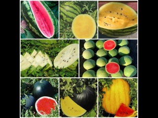 Самые сладкие и необычные сорта арбузов